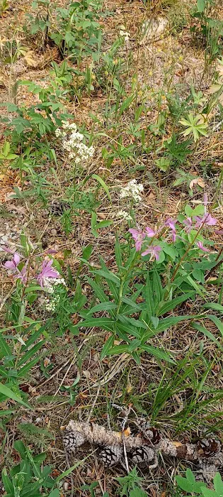 Copper Creek Campground Picture 8