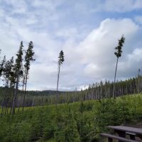 Lodgepole Campground (On Georgetown Lake, Montana) ico