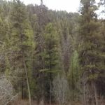 Jennings Camp Campground