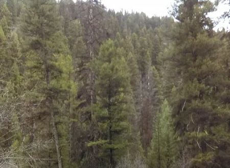 Jennings Camp Campground