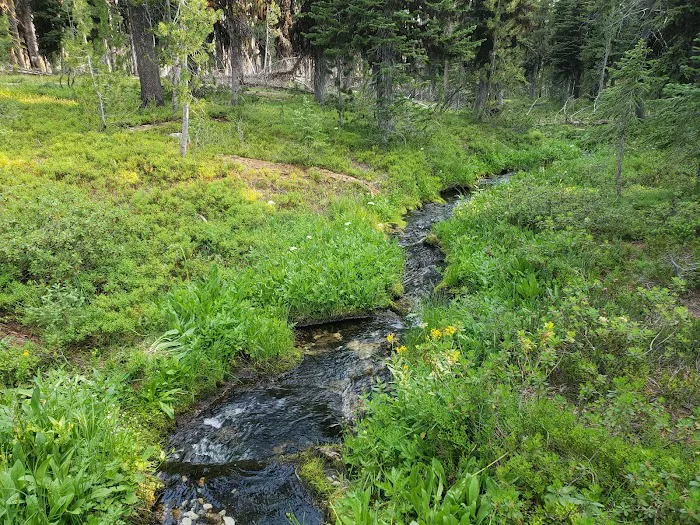 Observation Point Campground Picture 6