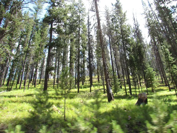Chinook Campground Picture 7