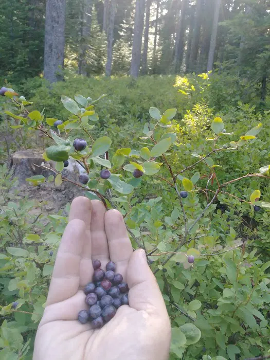 Target Meadows Campground Picture 9