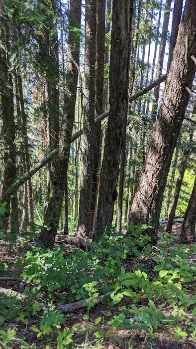 Target Meadows Campground Picture 6