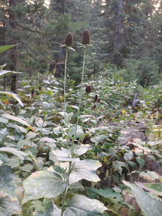 Woodland Campground Picture 2