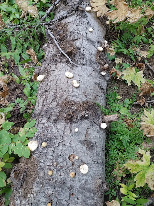 Woodland Campground Picture 3