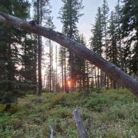 Woodland Campground ico