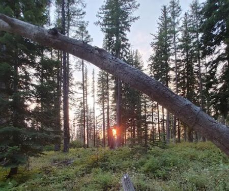 Woodland Campground