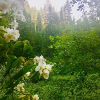 Umatilla Forks Campground ico