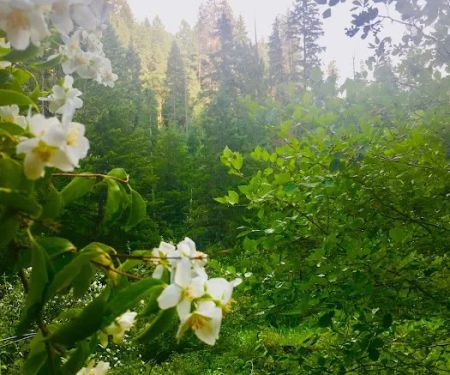 Umatilla Forks Campground