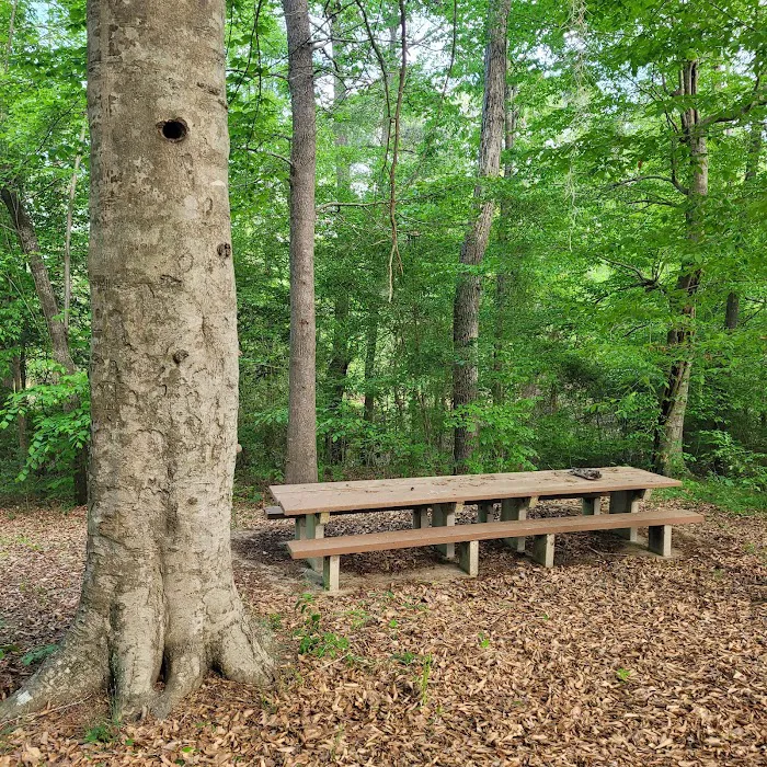 Willow Oak Campground - Sabine National Forest Picture 2
