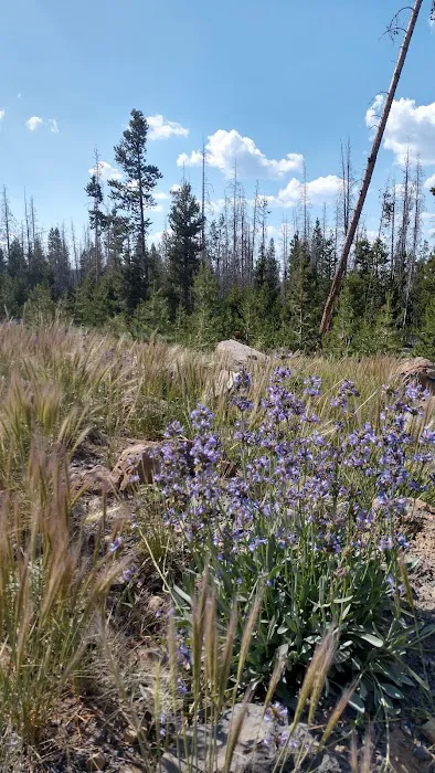 Deadhorse Lake Developed Campground Picture 4