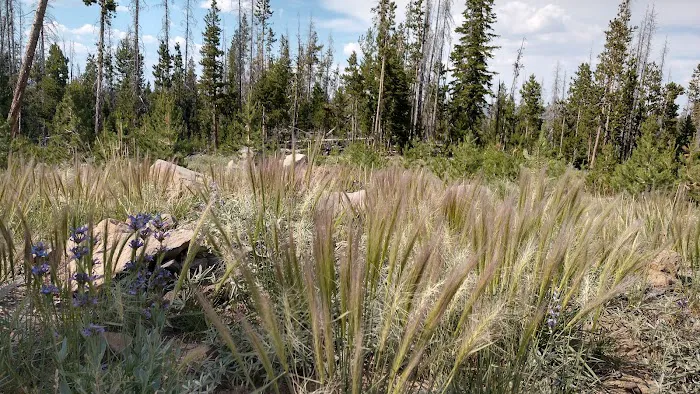Deadhorse Lake Developed Campground Picture 3