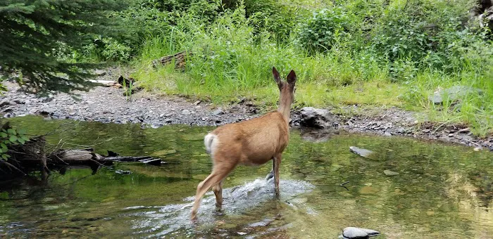 McCully Forks Campground Picture 2