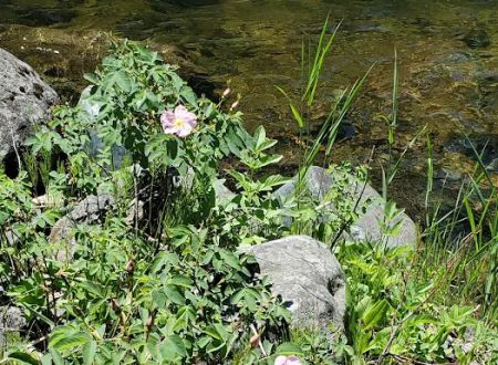 Welch Creek Campground
