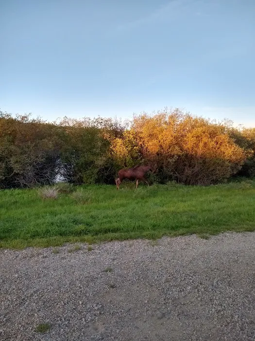 Stuart Mill Bay Campground Picture 4