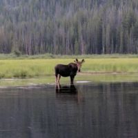 Mussigbrod Campground ico