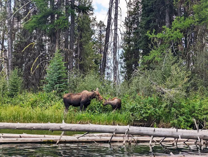 UPPER PAYETTE LAKE CAMPGROUND Picture 9