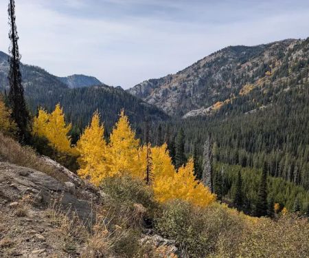 Grouse Group Picnic Site (recgovnpsdata)