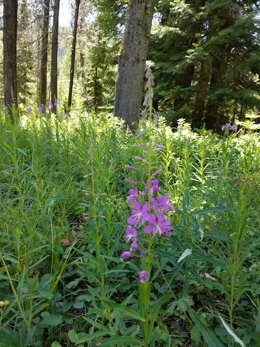 COLD SPRINGS CAMPGROUND Picture 2