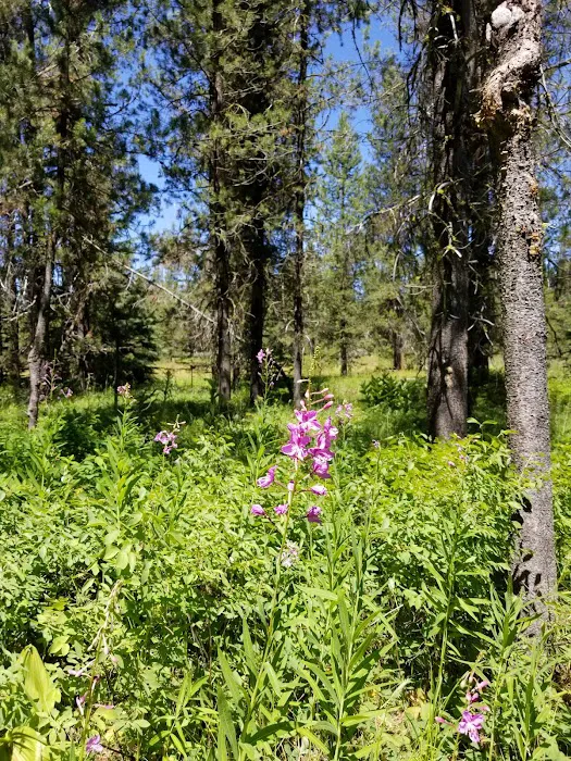 COLD SPRINGS CAMPGROUND Picture 4