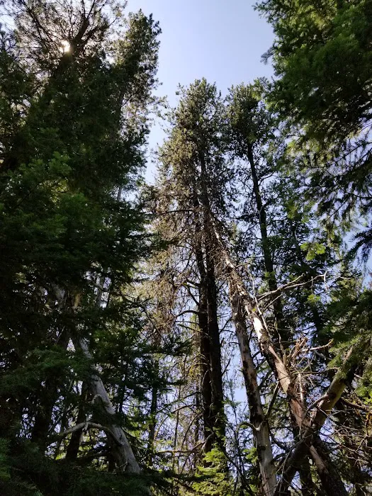 COLD SPRINGS CAMPGROUND Picture 7