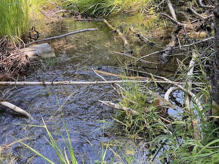 Big Creek Campground Picture 6