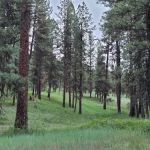 Driftwood Campground