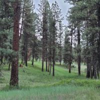 Driftwood Campground ico