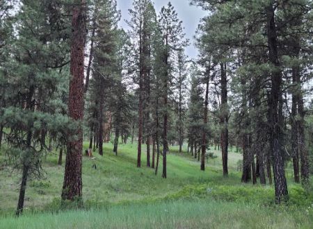 Driftwood Campground