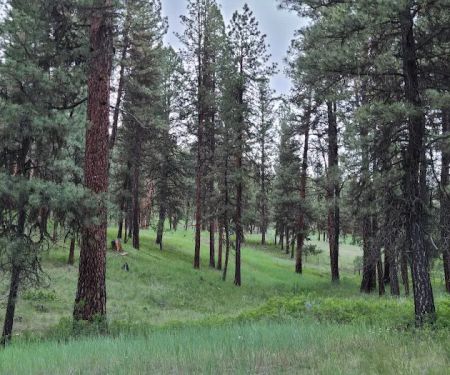 Driftwood Campground