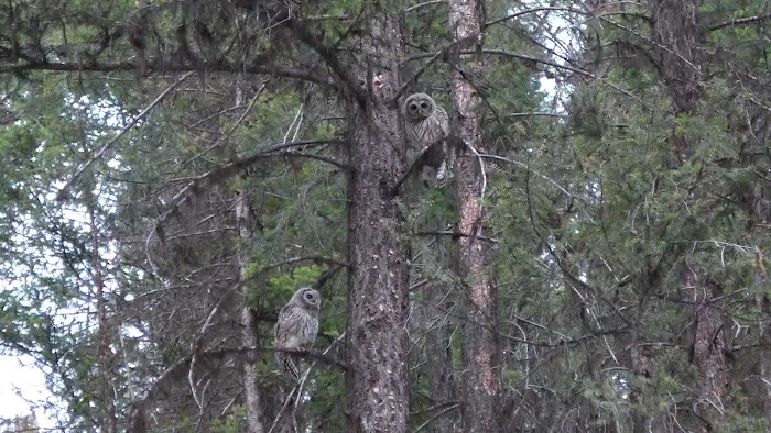 Big Nelson Campground Picture 9