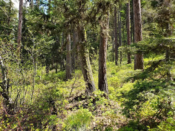 Big Nelson Campground Picture 6