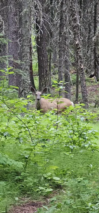 Mill Falls Campground Picture 4