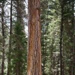 Alta Campground