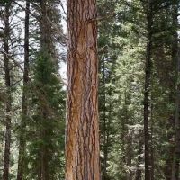 Alta Campground ico
