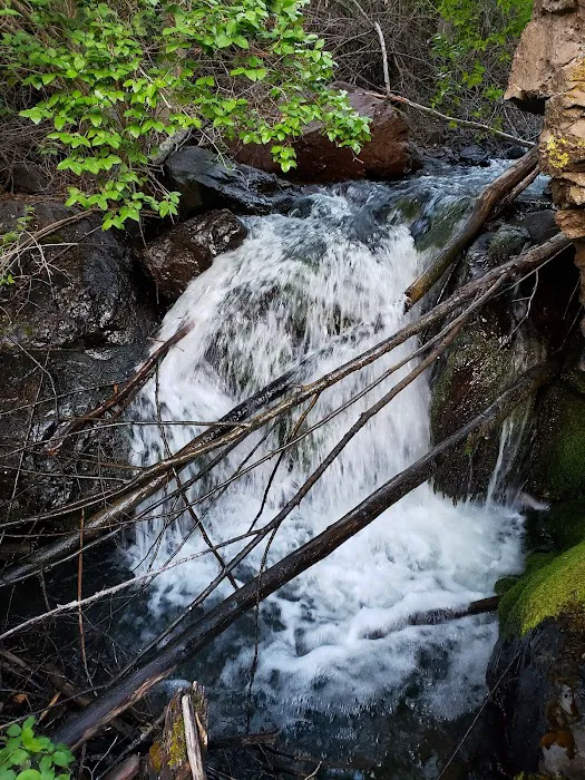 US Forest Service Picture 3
