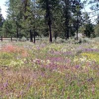 City Of Donnelly Campground ico