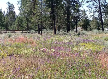City Of Donnelly Campground