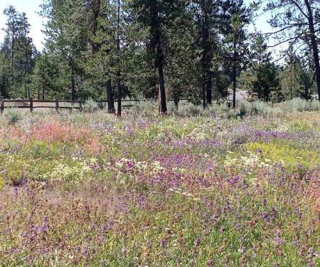 City Of Donnelly Campground