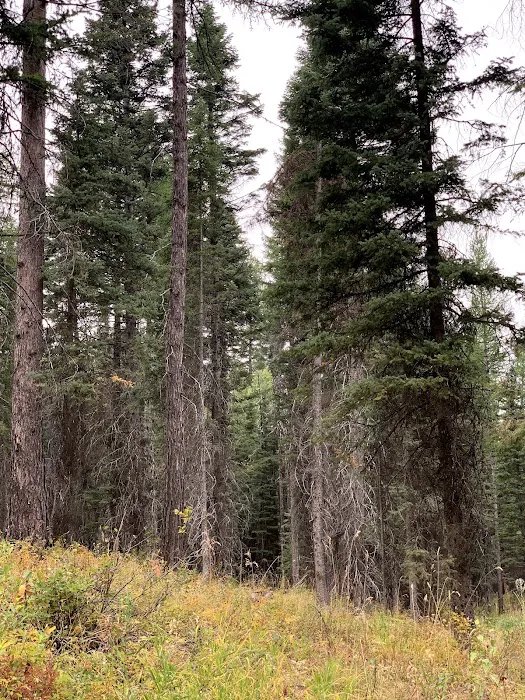 Rainbow Point Campground Picture 9