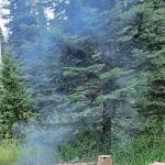 Four Mile Campground