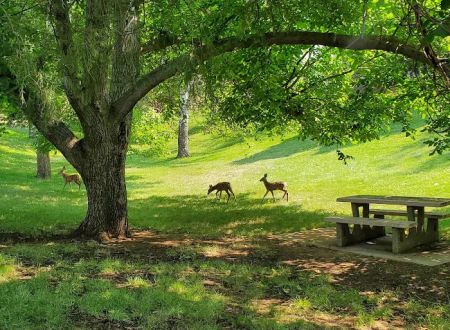 Woodhead Park Campground