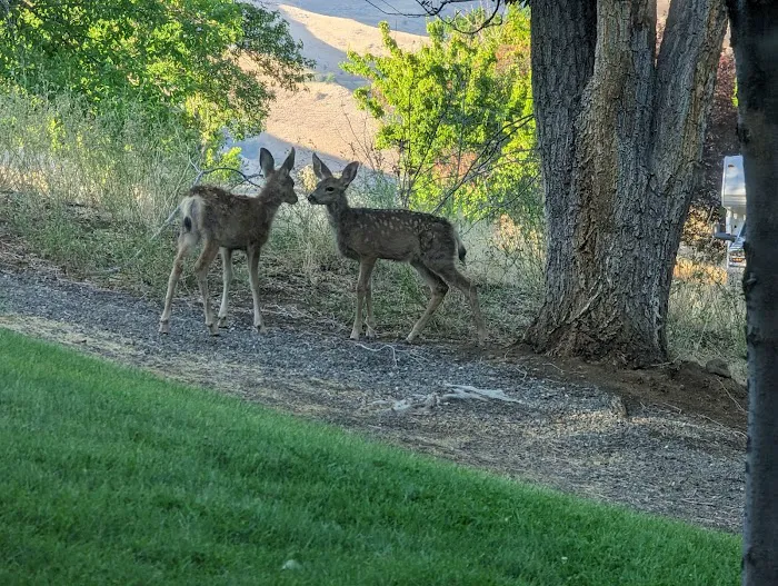 Woodhead Park Campground Picture 4