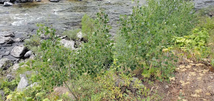 Ice Hole Campground Picture 2