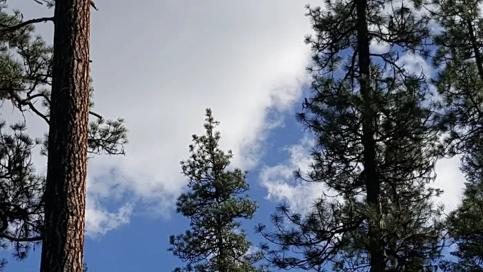 Poverty Flat Campground Picture 9