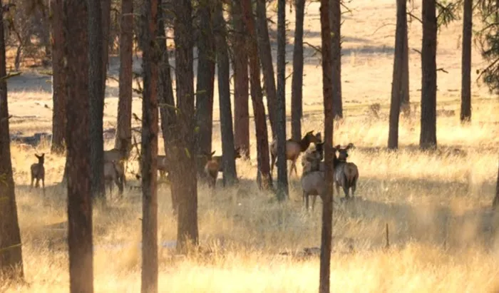 R.R Ranch 🌲 Picture 5