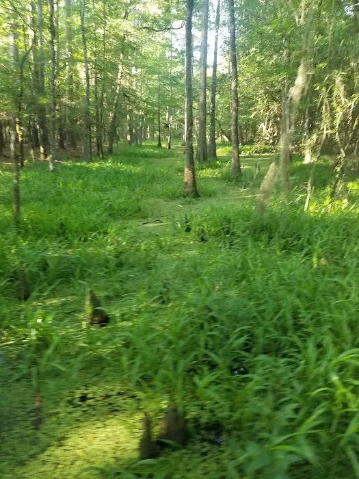 Martin Dies, Jr. Campground Picture 3