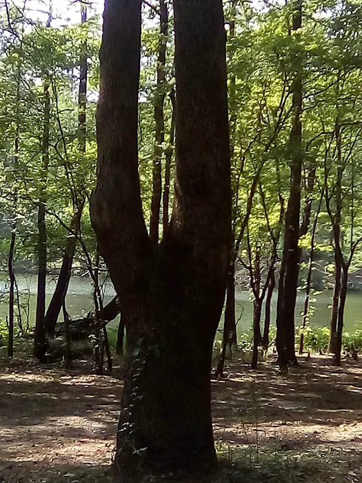 Bouton Lake Campground - Angelina National Forest Picture 8