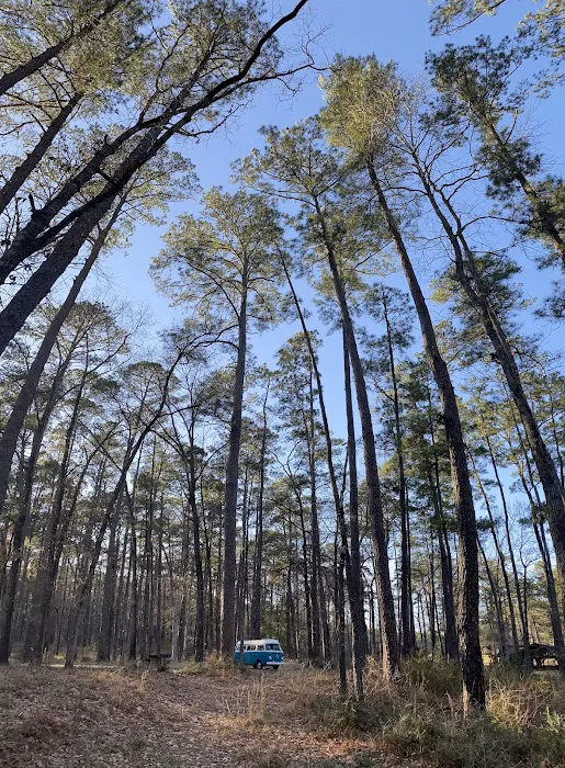 Bouton Lake Campground - Angelina National Forest Picture 6